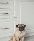 Antique Brass Cabinet Pulls Set Of 12 With 5 Inch Center installed on white cabinets, with a pug sitting nearby.