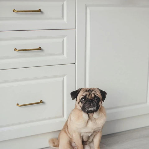 Antique Brass Cabinet Pulls Set Of 12 With 5 Inch Center installed on white cabinets, with a pug sitting nearby.