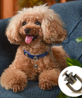 Poodle wearing a collar with a focus on 12 Pcs Bronze D Ring Studs With Ball Head Buttons And Rivets Set for leather crafting projects