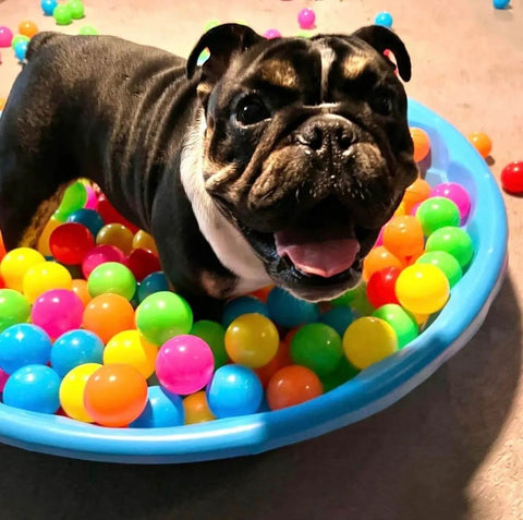 Dog playing in a small kiddie pool filled with 500 Count Plastic Soft Plastic Ball Pits Balls Colorful Play Pits Balls for Pet Dogs Ball Pits 2.2" Large Phthalate Free Bpa Free Balls for Toddlers 1-3 Baby Kids.