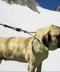 Large dog with patented bungee leash extension delivers cushioned shock absorption, compatible with any leash, collar, or harness.