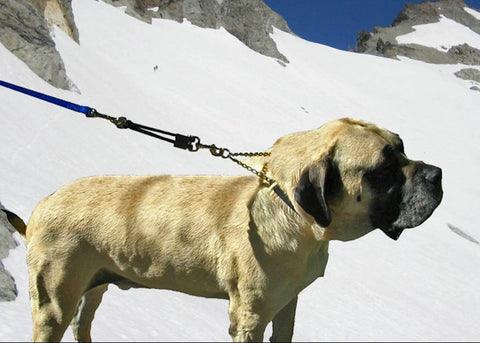 Large dog with patented bungee leash extension delivers cushioned shock absorption, compatible with any leash, collar, or harness.