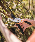 Bypass Pruning Shears With Five Eighth Inch Cut Capacity And Rust Resistant Steel Blade For Delicate Stem Pruning in use on branch