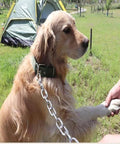 Golden retriever outdoors on grass with 3/16-IN X 10-FT Heavy Duty Proof Coil Chain, Bright Zinc-Plated Metal Chain connected to collar.