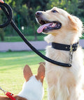 Golden retriever on leash using U Type Quick Release Clip With Rotatable Eye Stainless Steel Panic Snap For Lead Ropes