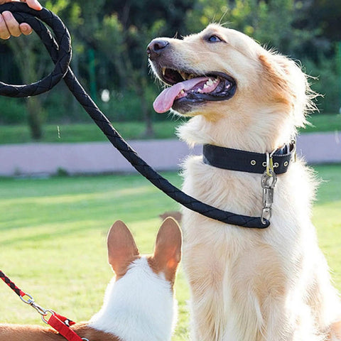 Golden retriever on leash using U Type Quick Release Clip With Rotatable Eye Stainless Steel Panic Snap For Lead Ropes