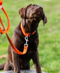 Dog on orange leash with Swivel Eye Bolt Snap Hook attached to collar, showcasing zinc alloy construction and smooth rotation for pet leash.