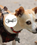 Dog wearing a leash with 12 Pcs Trigger Clips Clasp 5 Cm Zinc Alloy Swivel Eye Snap Clip Hook for Dog Leash.