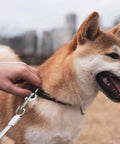 Person attaching dog leash with 3 Inch Swivel Snap Hooks 12 Pcs Heavy Duty Pet Leash Hooks Swivel Eye Snap Clips For Dog Leash DIY Crafts Project Zinc Alloy Silver Oxide Coated Rust Resistant 360 Degree Rotation Ideal For Outdoor Use on a dog collar in a park