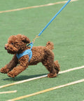 Dog on blue leash with 4 Pack 3.5 Inch Brass Double Ended Bolt Snap Clips in use, running on grass
