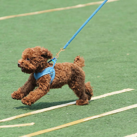 Dog on blue leash with 4 Pack 3.5 Inch Brass Double Ended Bolt Snap Clips in use, running on grass