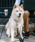 Dog sitting with leash attached to Swivel Eye Bolt Snap Hook, next to person on bench, illustrating product use in real-life scenario.