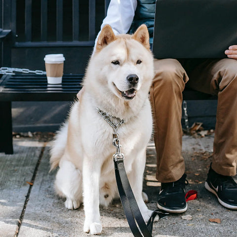 Dog sitting with leash attached to Swivel Eye Bolt Snap Hook, next to person on bench, illustrating product use in real-life scenario.