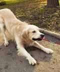 Dog pulling on leash attached with 12 Pack Double Ended Bolt Snap Hooks Zinc Alloy Double Trigger Clips for durability