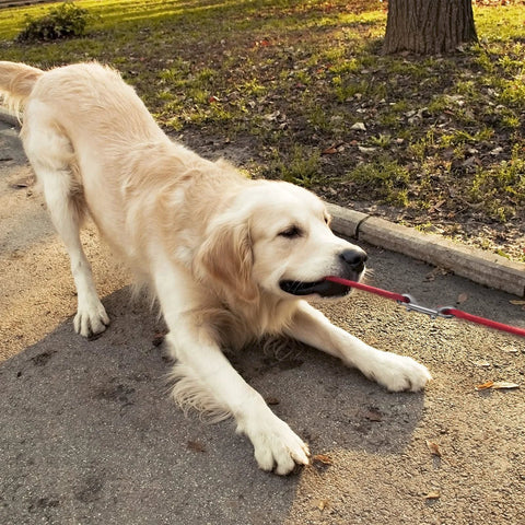 Dog pulling on leash attached with 12 Pack Double Ended Bolt Snap Hooks Zinc Alloy Double Trigger Clips for durability