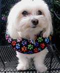 Small white dog wearing Puppy Bumpers Safe Fence Collar Keeps Pups Inside The Yard No Escape Through Fence Gaps Stuffed Safety Collar