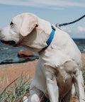 Dog wearing blue collar attached to 2 Pack Trigger Snap Hooks Heavy Duty 316 Stainless Steel With Swivel Eye on beach