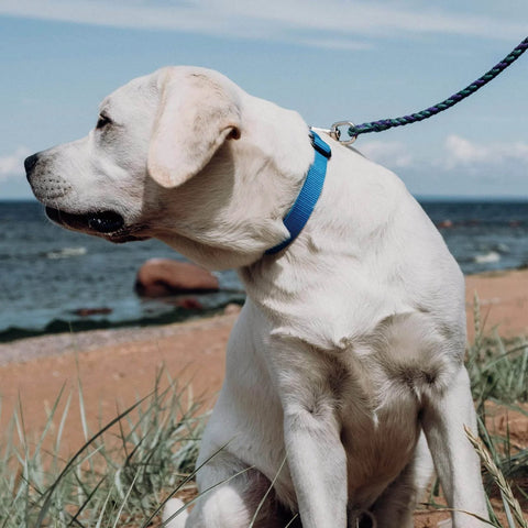 Dog wearing blue collar attached to 2 Pack Trigger Snap Hooks Heavy Duty 316 Stainless Steel With Swivel Eye on beach