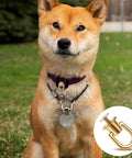 A dog wearing a collar featuring a rotatable ball post head button with D ring, shown with a gold tone finish.
