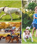 A collage showing a child walking a dog, a person leading multiple dogs, and a dog running, featuring Double Ended Bolt Snap Set Eight Pieces.
