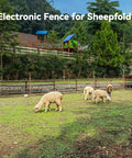 Grazing sheep inside an enclosure with electronic fencing visible, background of trees and buildings in a pastoral setting
