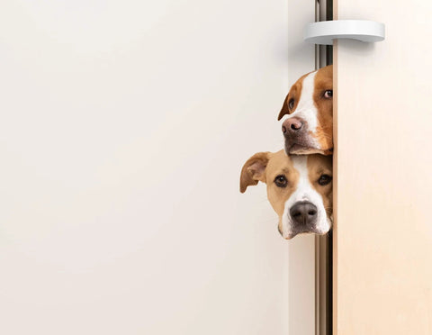 Door Pinch Guard And Door Stopper Six Pack With Soft Foam Safety Guards installed on door with dogs peeking through