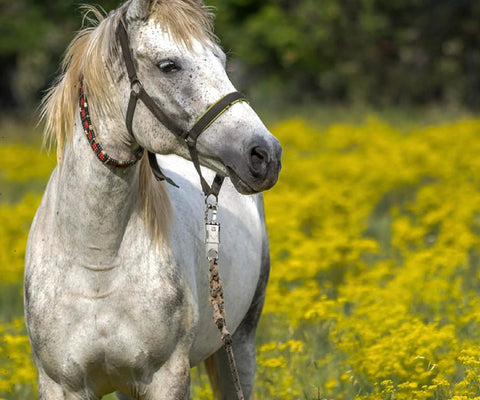 White horse wearing a quick release metal snap in a field of yellow flowers, demonstrating 10 Pack Panic Snap Quick Release Metal Snap For Paracord And Get Back Whips With One Half Inch Eye And Quick Detach Clip Zinc Alloy Horse Snaps Durable Secure Locking For Reliable Use On Motorcycle Whips.