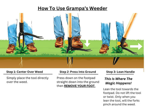 Illustration showing steps to use Stand Up Weed Puller With Long 45 Inch Handle And Four Claw Steel Head Made From Real Bamboo Back And Knee Friendly Weeding Tool Easily Remove Weeds Without Bending Kneeling Or Pulling Classic 1913 Design.