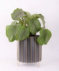 Rust Resistant Iron Plant Pot Stand Set For Indoor And Outdoor Use with White Finish and Decorative Frame with large potted plant.