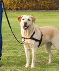 Golden retriever on a leash outdoors, held by person wearing jeans, showcasing the practicality of 20Pcs Bolt Snap Hooks Set For Dog Leash Clips