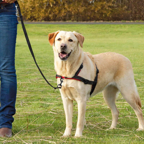 Golden retriever on a leash outdoors, held by person wearing jeans, showcasing the practicality of 20Pcs Bolt Snap Hooks Set For Dog Leash Clips