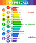 pH scale chart from acidic to alkaline with common items like vinegar, coffee, and bleach, showing pH levels.