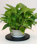 4 Pack 10 Inch Rotating Swivel Turntables with 360 Degree Rotation and Steel Ball Bearings displayed with a potted plant.