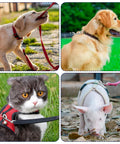Pets wearing harnesses on leashes; a dog, piglet, and cat outdoors showcasing leash use with 15 Pack Double Ended Snap Hooks 4 Inch Heavy Duty.