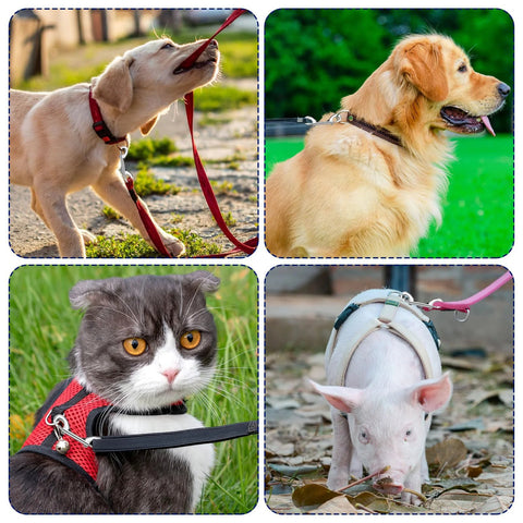 Pets wearing harnesses on leashes; a dog, piglet, and cat outdoors showcasing leash use with 15 Pack Double Ended Snap Hooks 4 Inch Heavy Duty.
