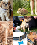 Collage of dogs, cat, and rabbit using TISUR Titanium D-Rings with Screw Shackle for leashes and collars, showcasing versatility.