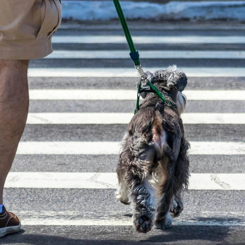 Dog on leash using U Type Quick Release Clip With Rotatable Eye Stainless Steel Panic Snap, crossing street with owner.