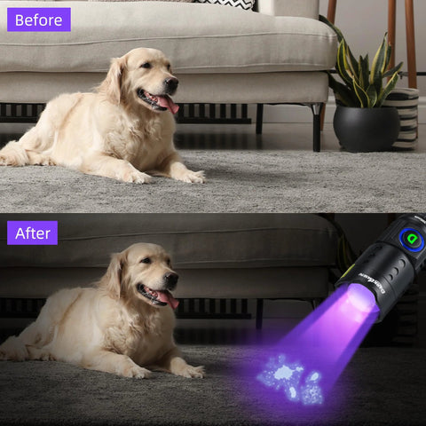 Portable 395nm UV Flashlight Ultraviolet Black Light Mini USB Rechargeable With Metal Body highlighting pet urine stains on carpet