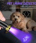 Ultra compact 395nm UV flashlight, USB-C rechargeable in 1 hour, detecting pet urine on couch with dog nearby