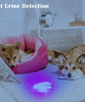 High power compact UV flashlight with 21 LEDs at 395 nm delivers bright fluorescence for urine and stain detection, showing urine on carpet with pets nearby.