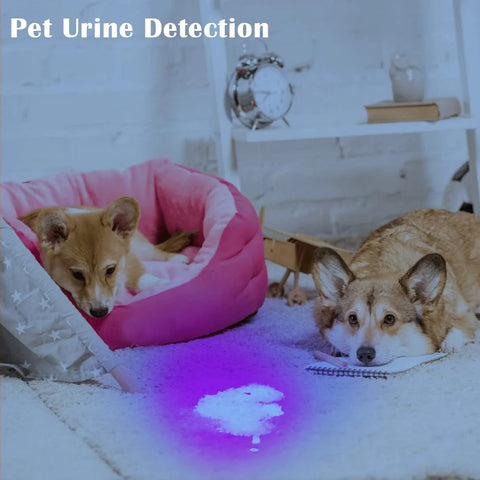 High power compact UV flashlight with 21 LEDs at 395 nm delivers bright fluorescence for urine and stain detection, showing urine on carpet with pets nearby.