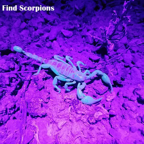 Scorpion glowing under high power compact UV flashlight with 21 LEDs at 395 nm for reliable fluorescence detection.
