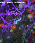 High power compact UV flashlight with 21 LEDs at 395 nm delivers bright fluorescence for urine and stain detection, scorpions, bed bugs, resin curing, minerals, and more in a pocket sized, portable design for quick, reliable results finding tomato hornworms on plant using UV light.