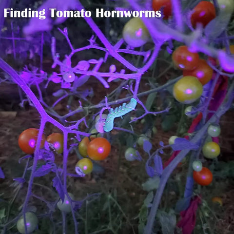 High power compact UV flashlight with 21 LEDs at 395 nm delivers bright fluorescence for urine and stain detection, scorpions, bed bugs, resin curing, minerals, and more in a pocket sized, portable design for quick, reliable results finding tomato hornworms on plant using UV light.