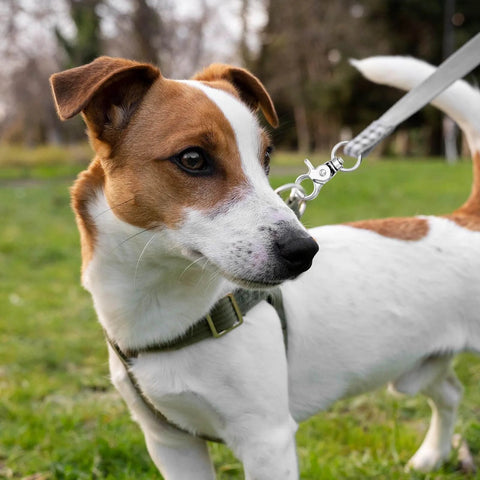 Zinc Alloy Swivel Snap Hooks 1.83 Inch By 0.87 Inch Heavy Duty Lobster Clasps for Dog Leashes attached to a dog's collar outdoors